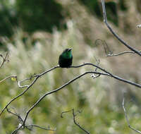 Image of Green-throated Mango