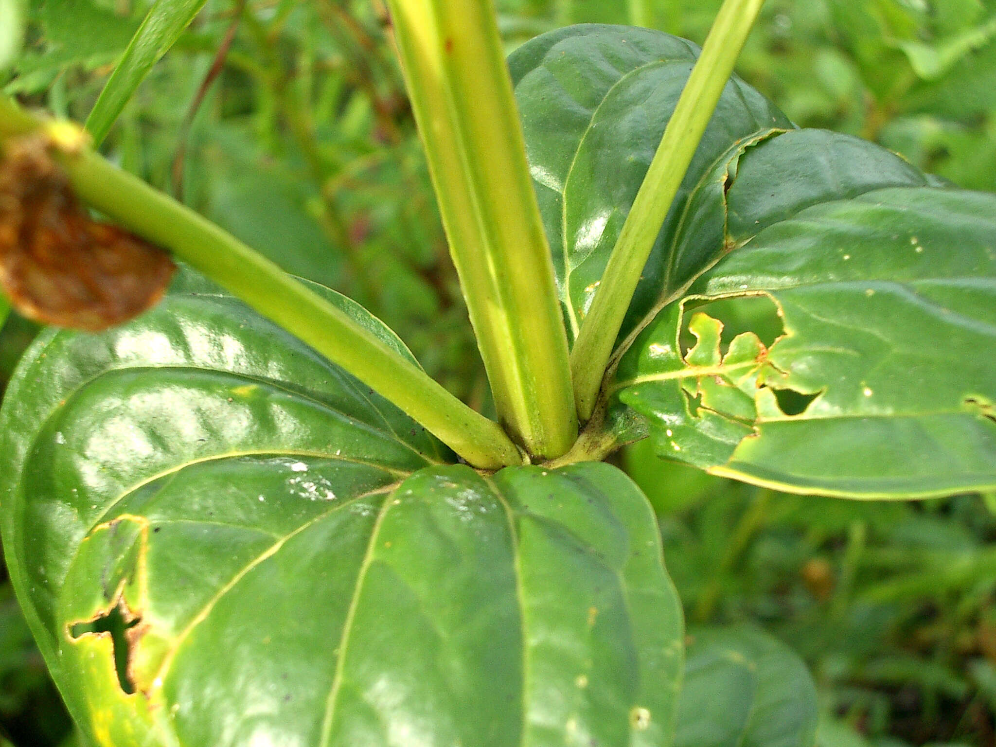 Image of Chelonanthus alatus Standl.