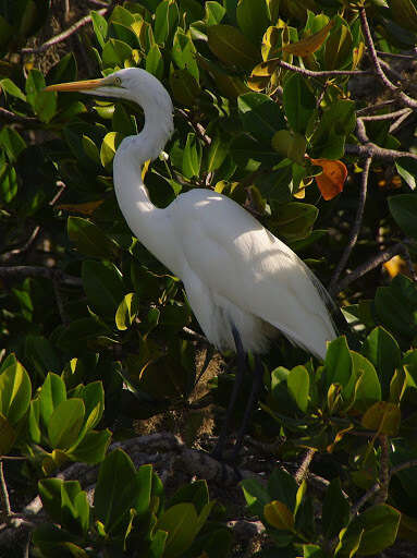 Image of Ardea alba melanorhynchos Wagler 1827