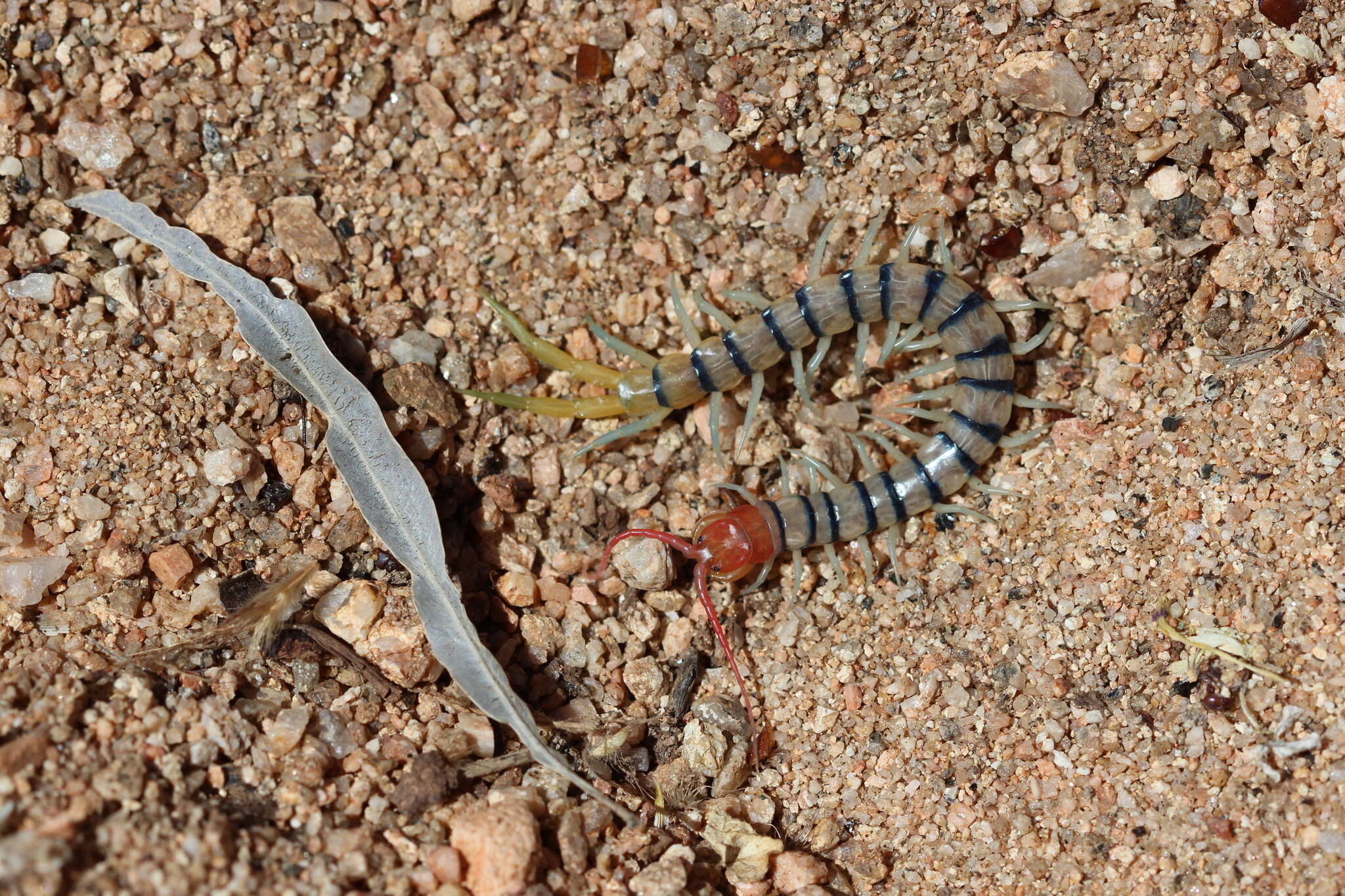 Image of red-headed centipede