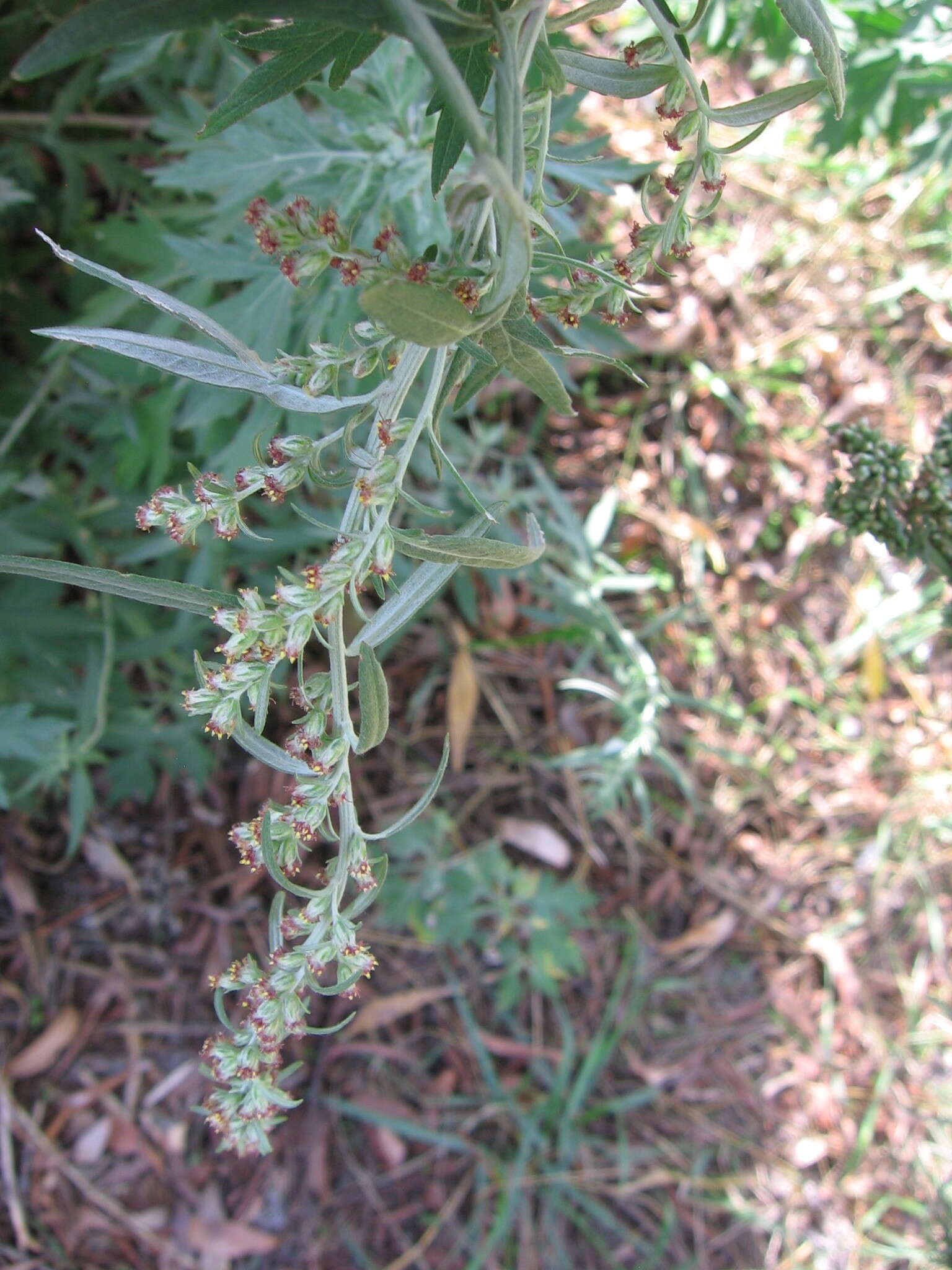 Imagem de Artemisia argyi H. Lév. & Vaniot