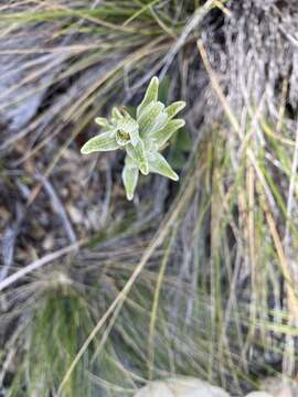 Image of Chloraea fonkii Phil.