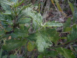 Image of hoary ragwort