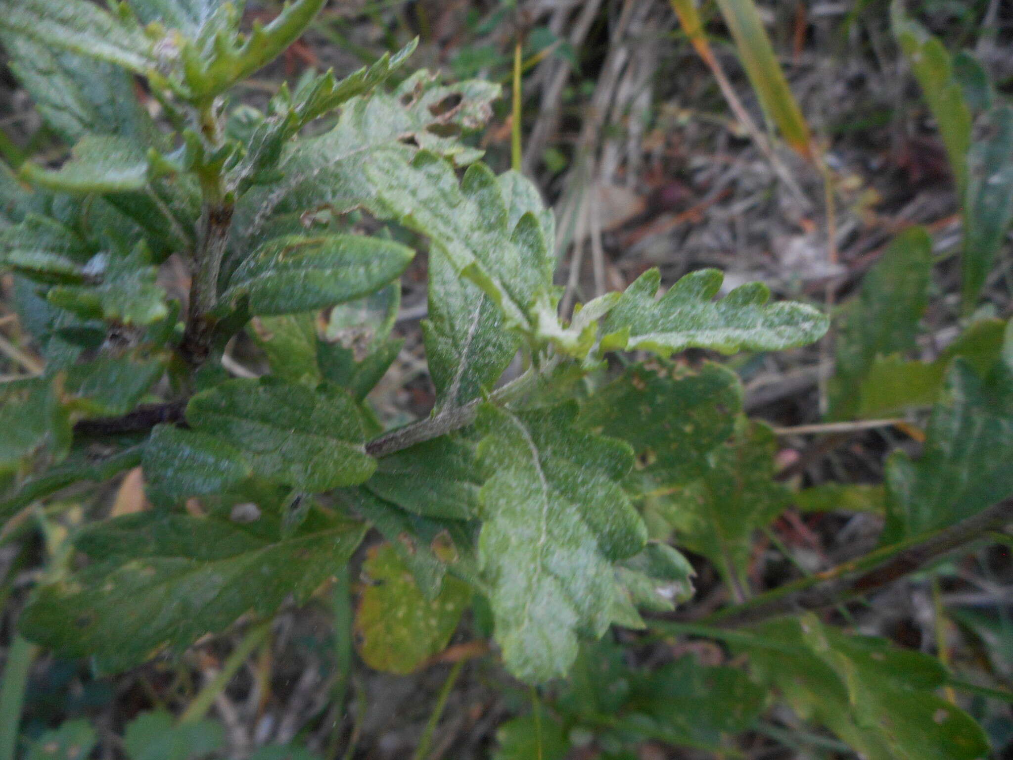 Image of hoary ragwort