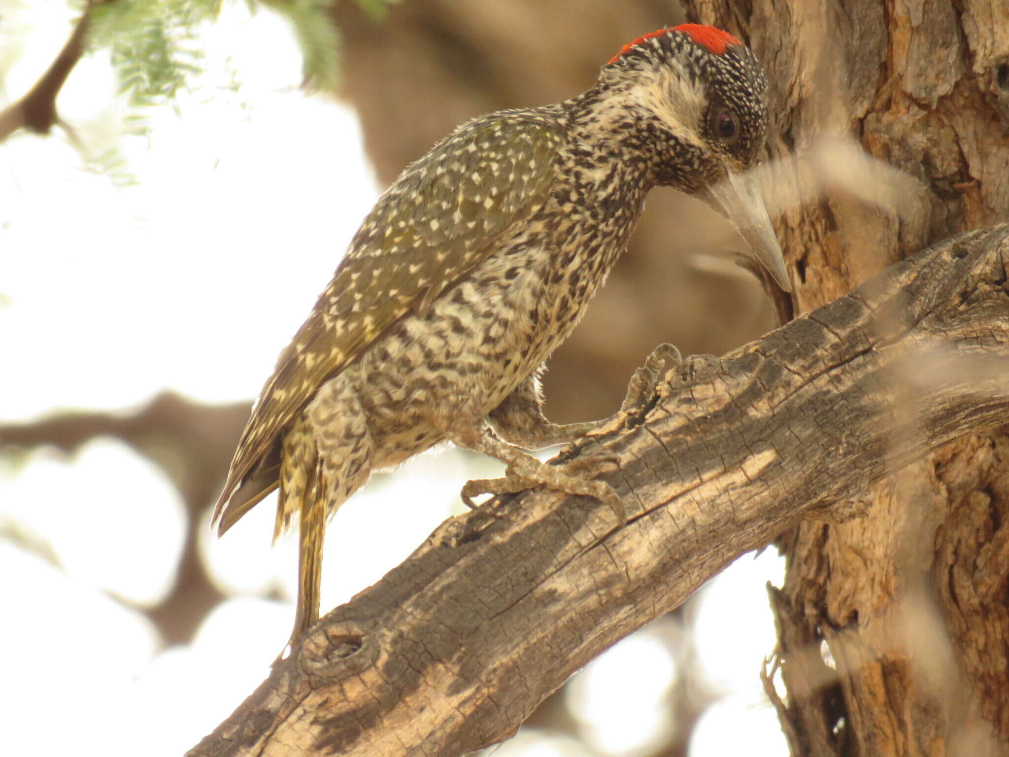 Image of Golden-tailed Woodpecker