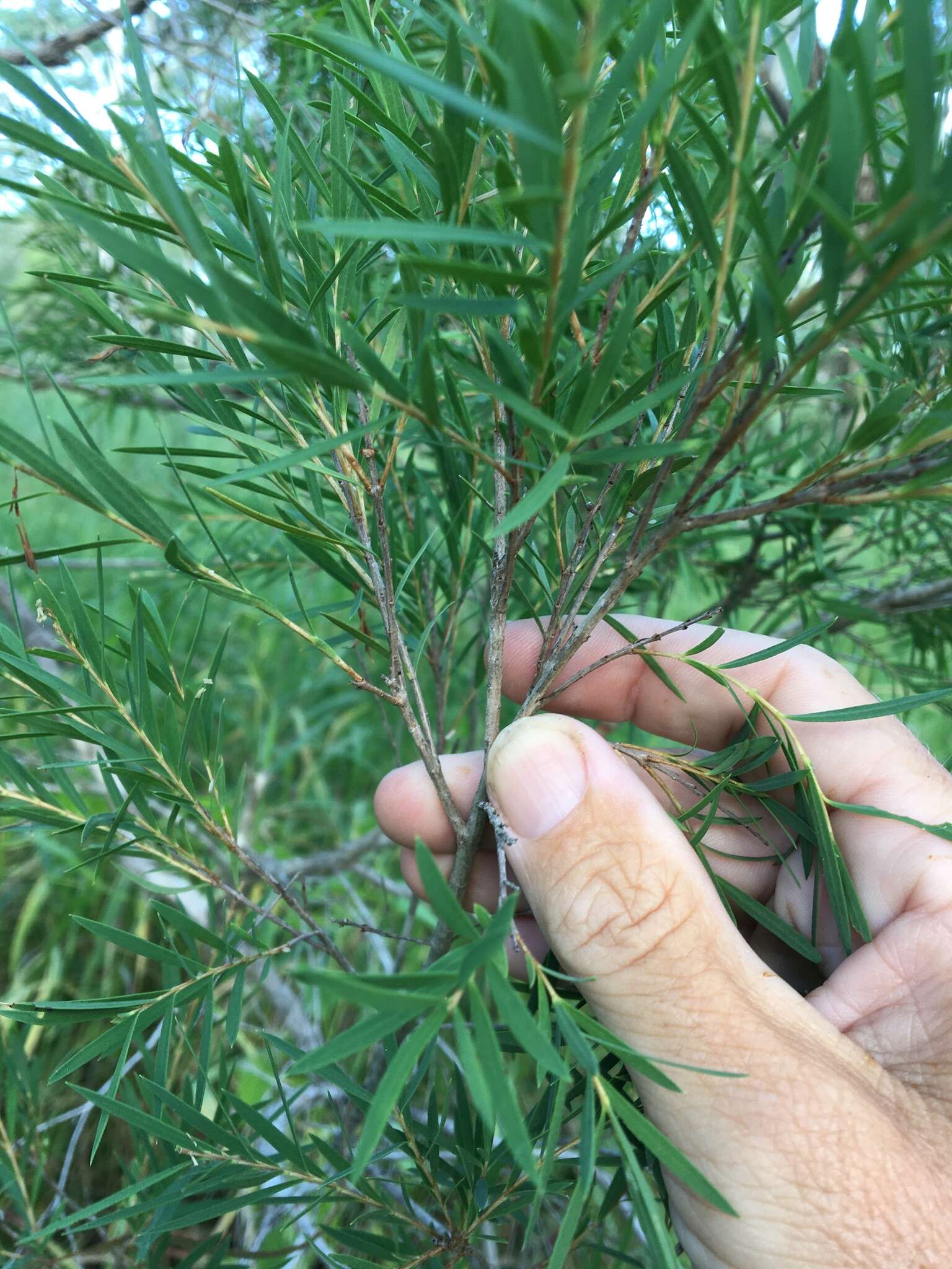 Image de Melaleuca trichostachya Lindl.