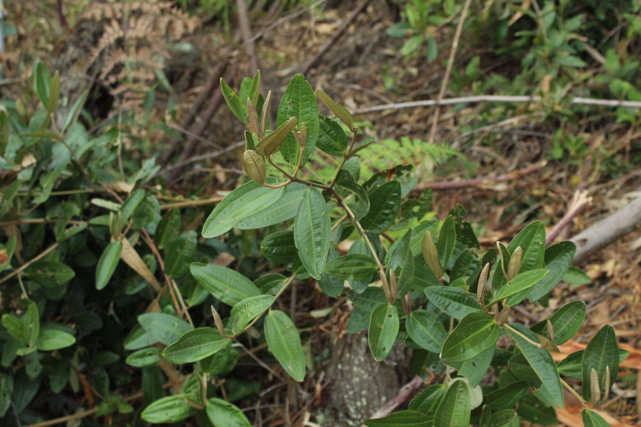 Imagem de Miconia squamulosa (Sm.) Triana