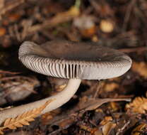 Image of Amanita cheelii P. M. Kirk 2013