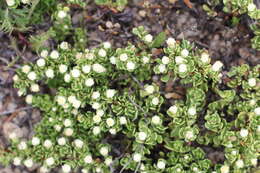 Image of Baccharis magellanica (Lam.) Pers.