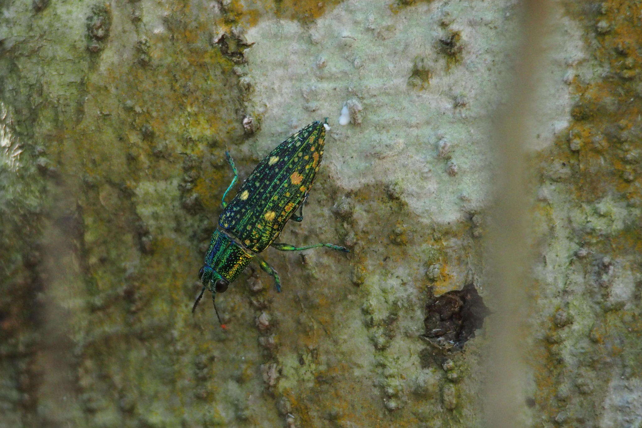 Imagem de Nipponobuprestis amabilis (Snellen von Vollenhoven 1864)