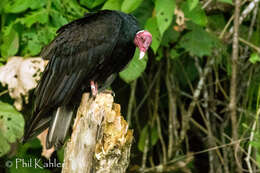 Image of Cathartes aura ruficollis Spix 1824