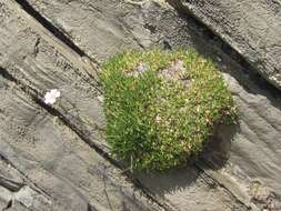 Image de Gypsophila tenuifolia M. Bieb.