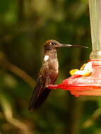 Image of Brown Inca