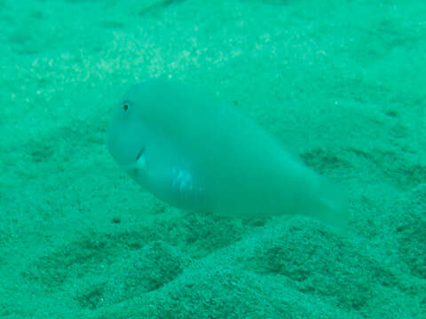 Image of Cleaver Wrasse