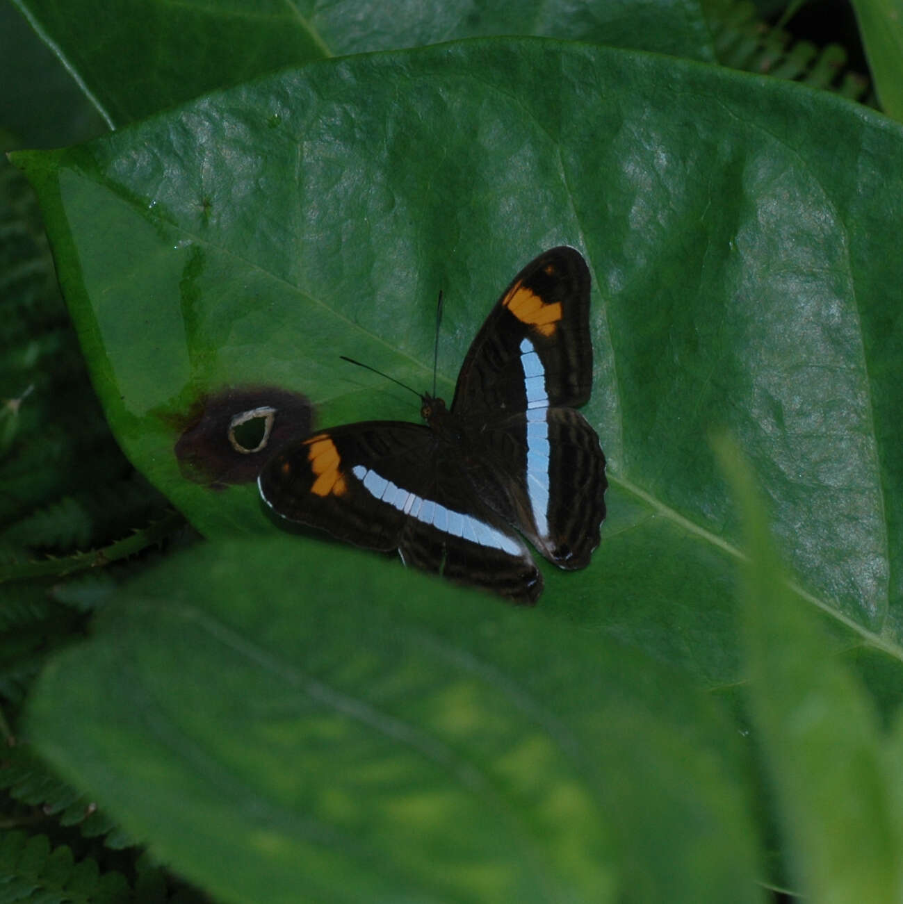 Image of Adelpha felderi