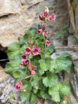 Слика од Boykinia heucheriformis (Rydb.) Rosend.