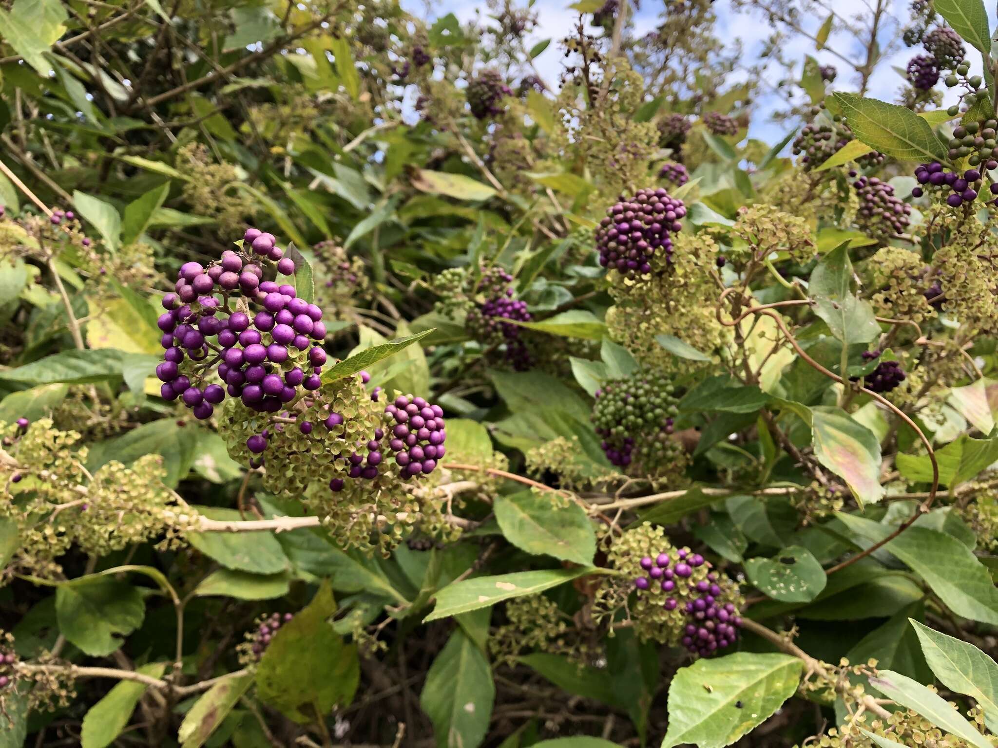 Image of Japanese callicarpa