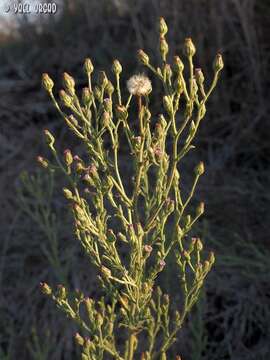 Plancia ëd Lachnophyllum