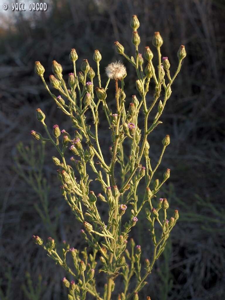 Plancia ëd Lachnophyllum noeanum Boiss.