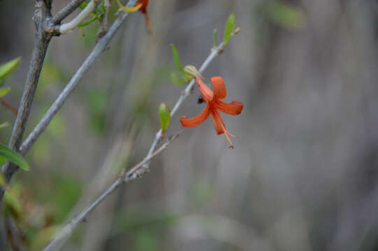 Anisacanthus thurberi (Torr.) Gray resmi