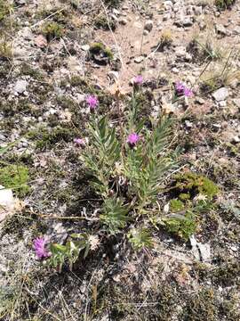 Image of Saussurea salicifolia (L.) DC.