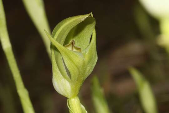 Слика од Pterostylis curta R. Br.