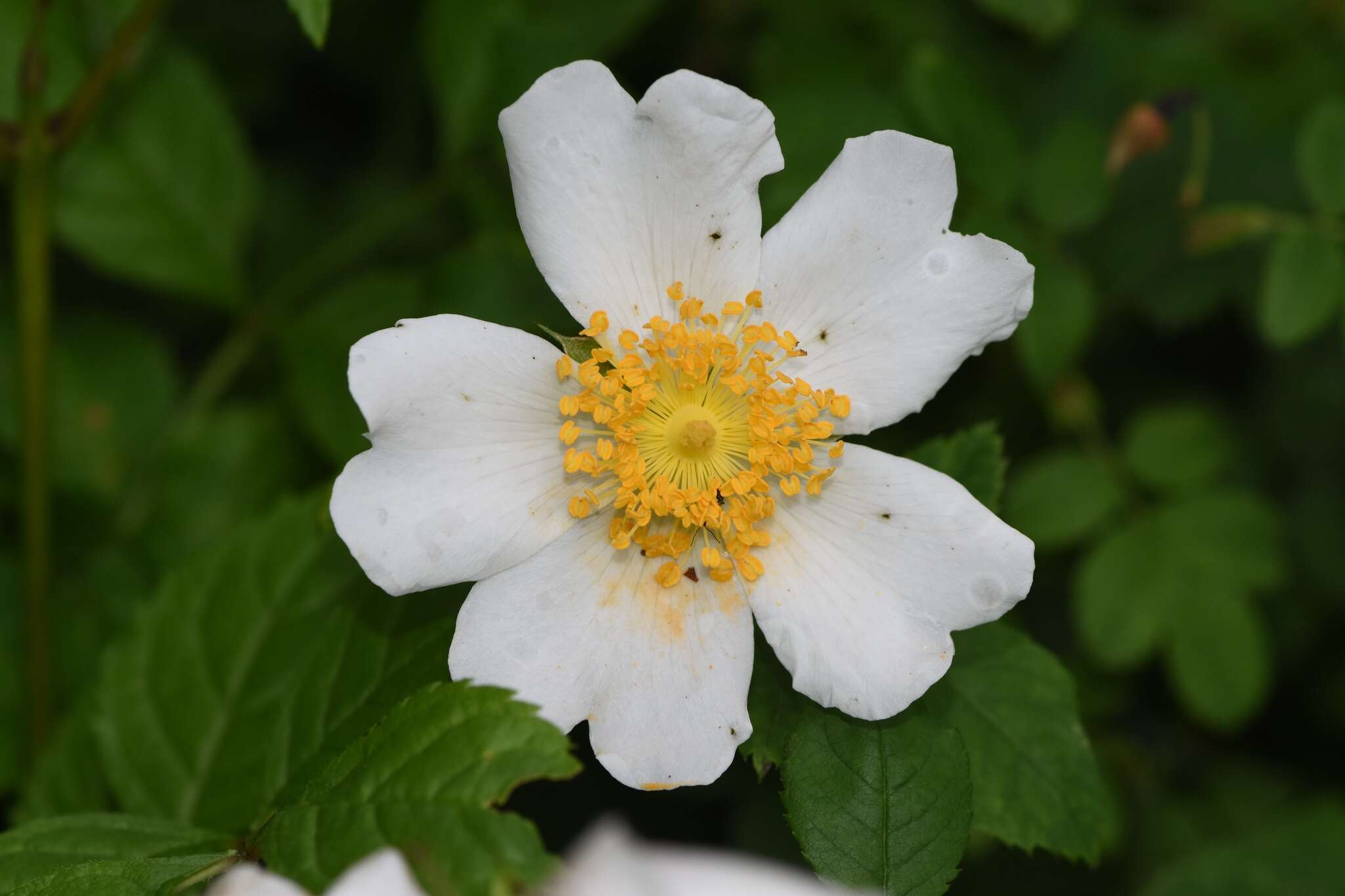 Image of corymb rose