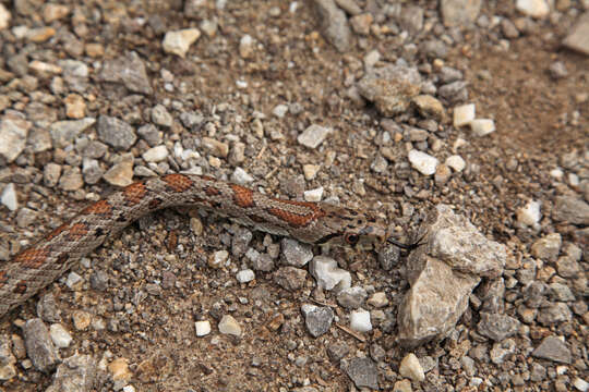 Zamenis situla (Linnaeus 1758)的圖片