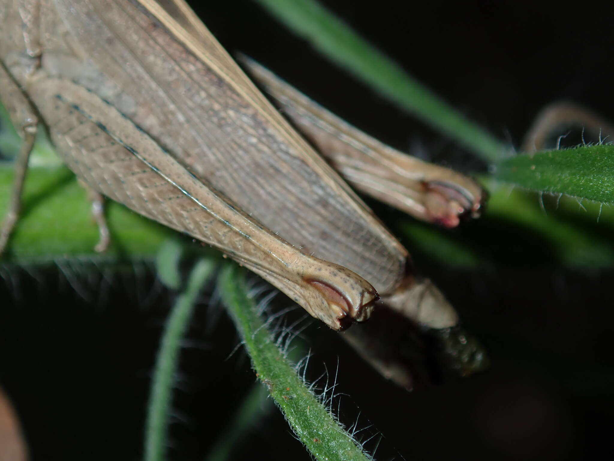 Apotropis tricarinata (Stål 1878)的圖片