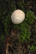 Image of Pluteus leucoborealis Justo, E. F. Malysheva, Bulyonk. & Minnis 2014