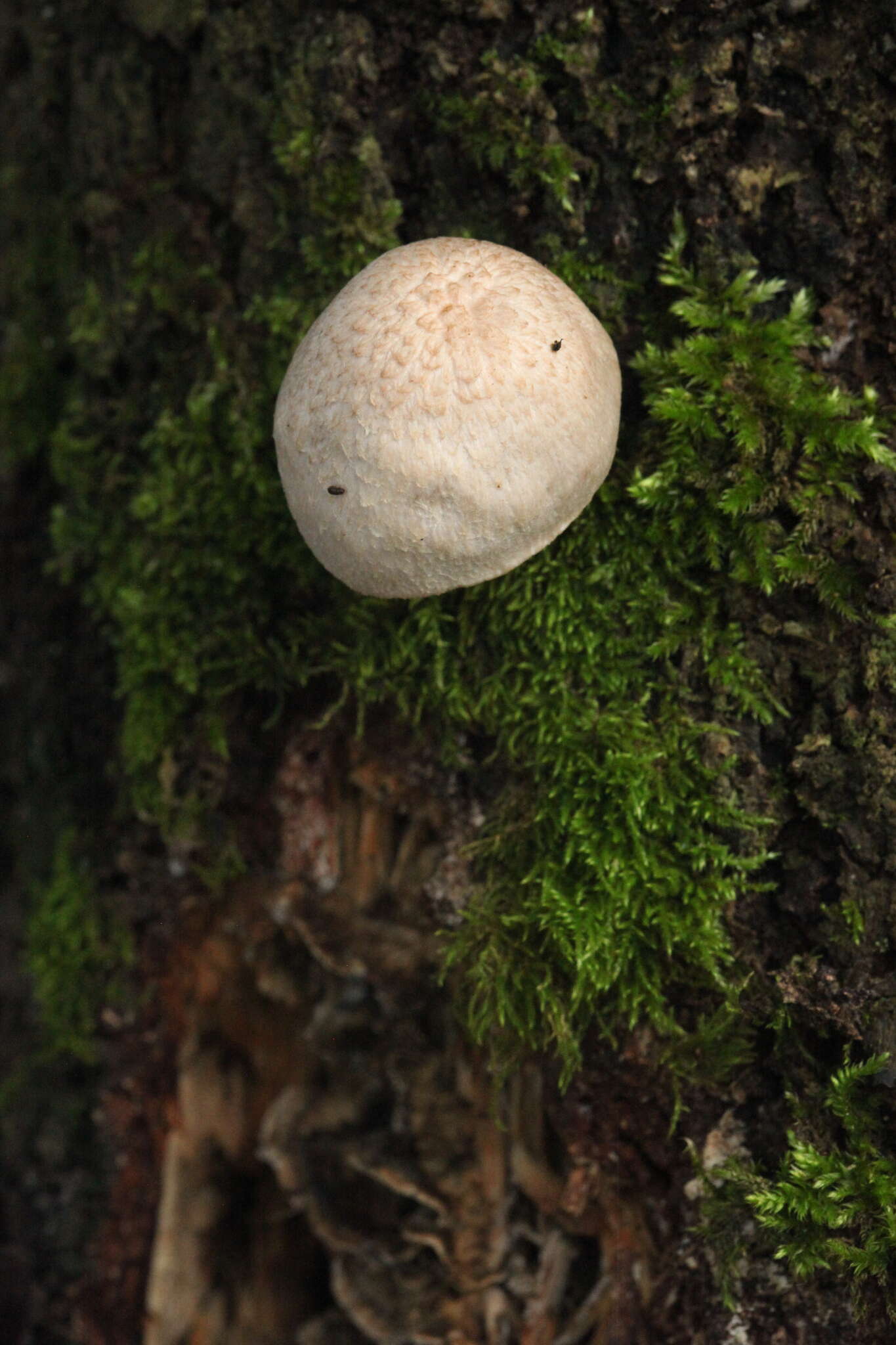 Image of Pluteus leucoborealis Justo, E. F. Malysheva, Bulyonk. & Minnis 2014