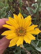 Image of hoary balsamroot