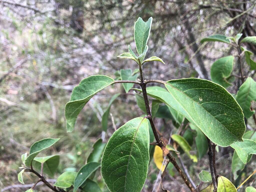 Image of Clerodendrum tomentosum (Vent.) R. Br.