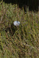 Imagem de Limnanthes douglasii subsp. rosea (Hartw. ex Benth.) C. T. Mason