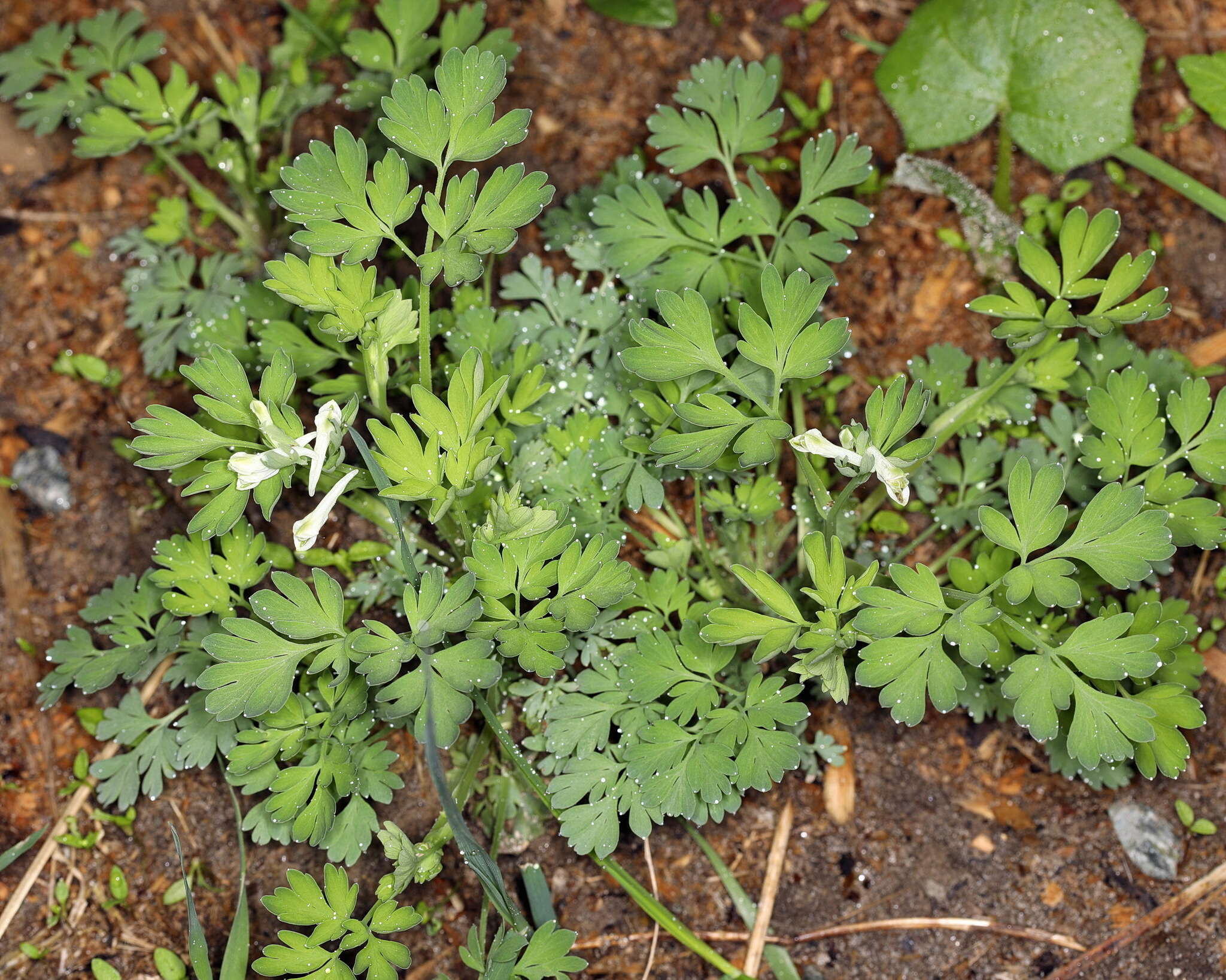 Image de Corydalis capnoides (L.) Pers.