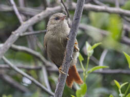 Image of Crested Spinetail