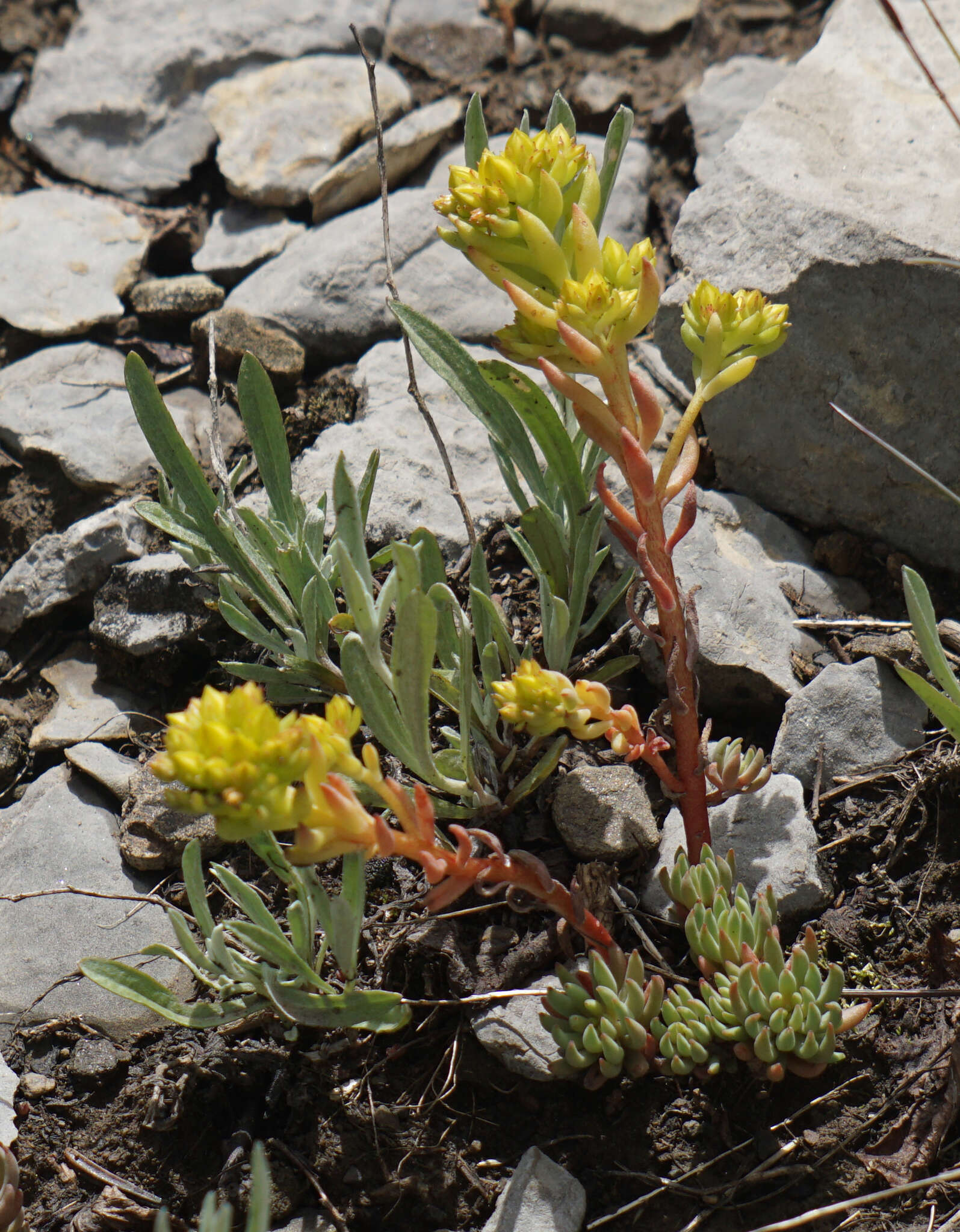 Image de Sedum lanceolatum subsp. lanceolatum