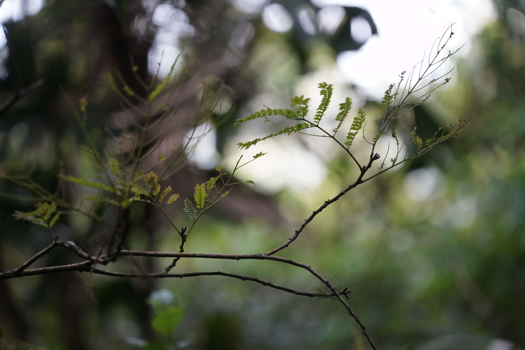 Image de Cojoba costaricensis Britton & Rose