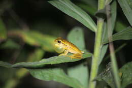 Слика од Boana leptolineata (Braun & Braun 1977)