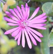 Imagem de Drosanthemum globosum L. Bol.