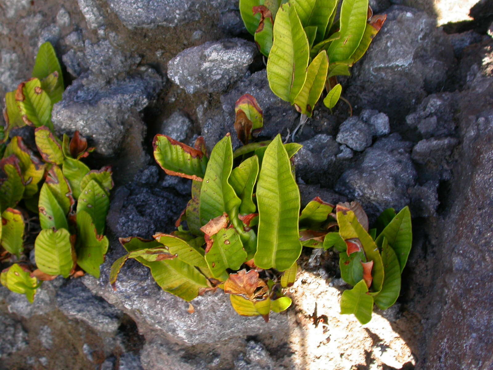 Image of Selliguea feei Bory