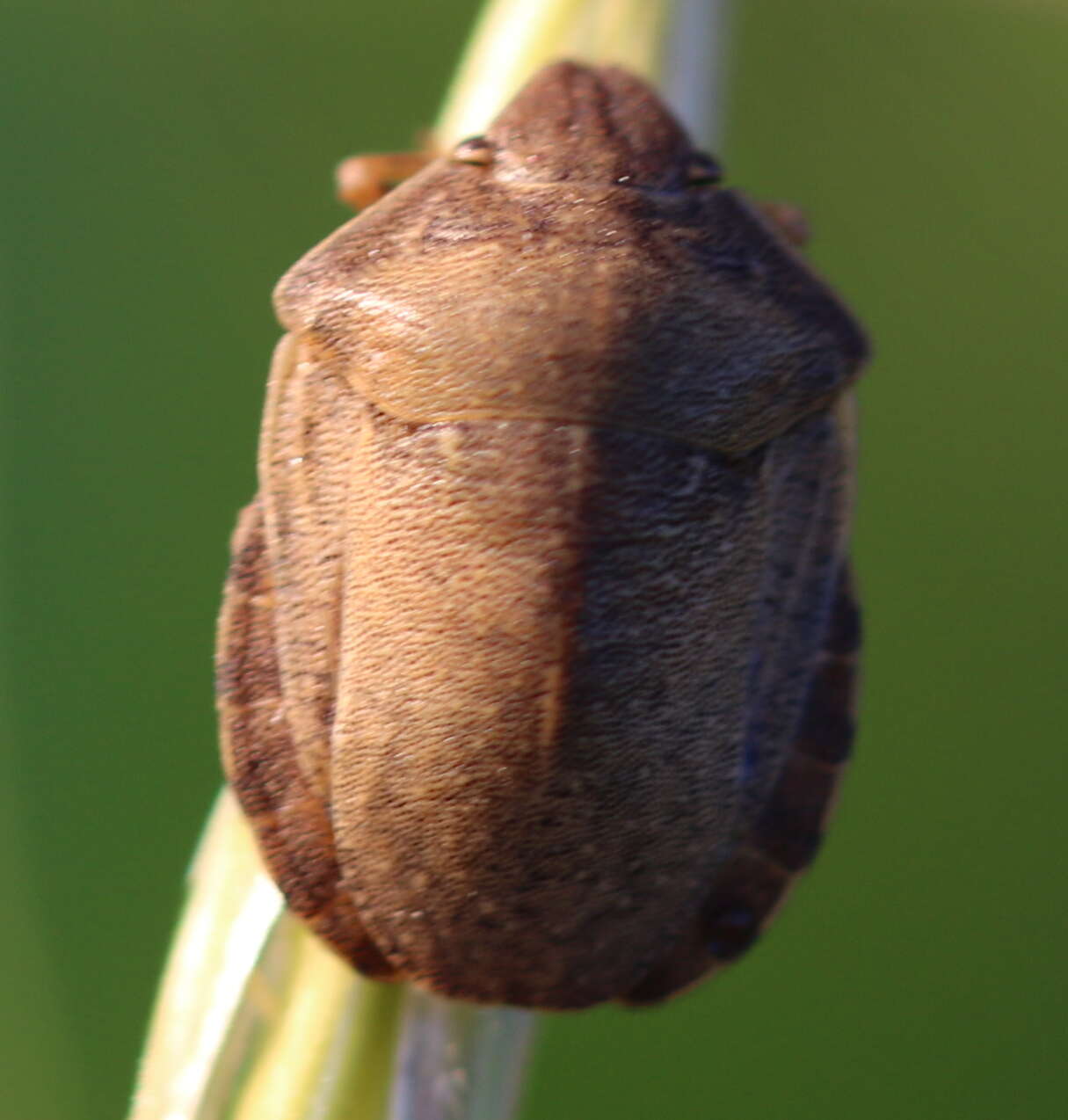 Image of Eurygaster testudinaria (Geoffroy 1785)