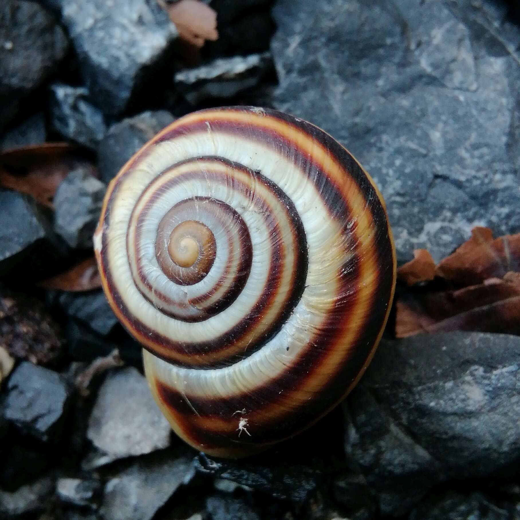 Image of Pseudotrizona Groenenberg, Subai & E. Gittenberger 2016