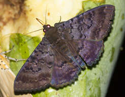 Image of Plain cloak moth