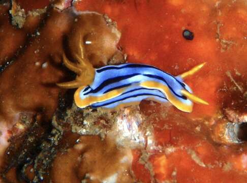 Image of Chromodoris strigata Rudman 1982