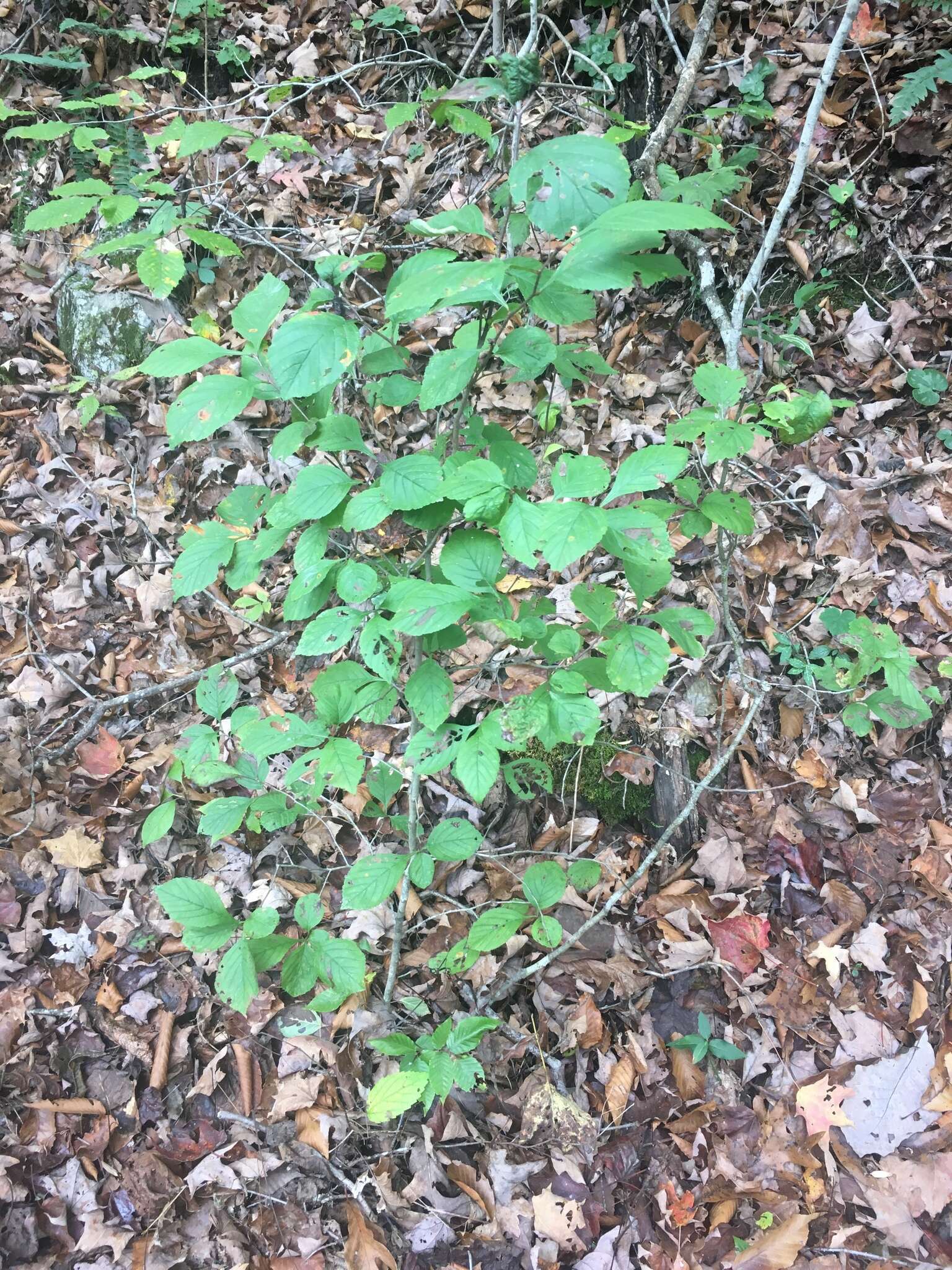 Sivun Crataegus calpodendron (Ehrh.) Medik. kuva