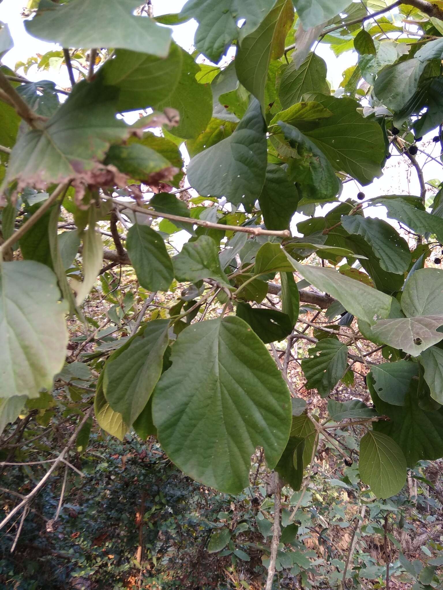 Image of Mitragyna parvifolia (Roxb.) Korth.