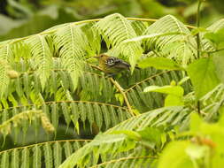 Image of Pacific Antwren