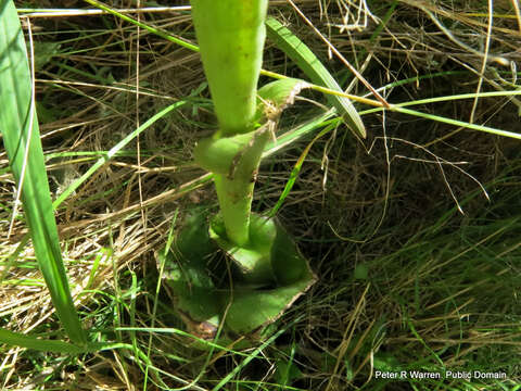 Image de Satyrium macrophyllum Lindl.