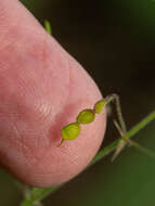 Imagem de Desmodium rosei B. G. Schub.